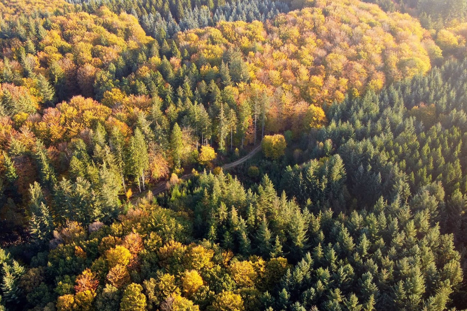 Dronebillede af en skov oppefra