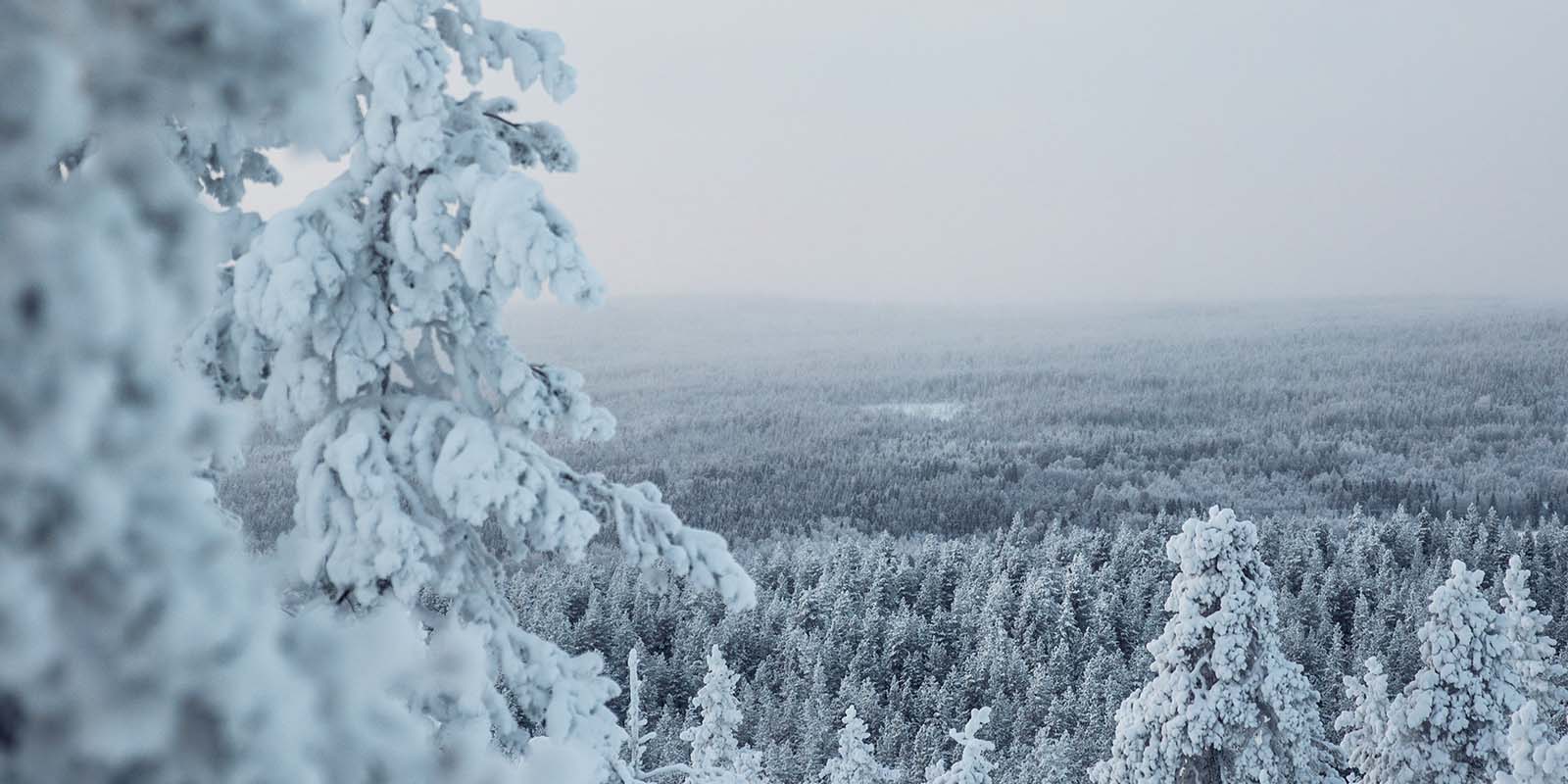 Neljä hyvää tekoa, Fellowmind