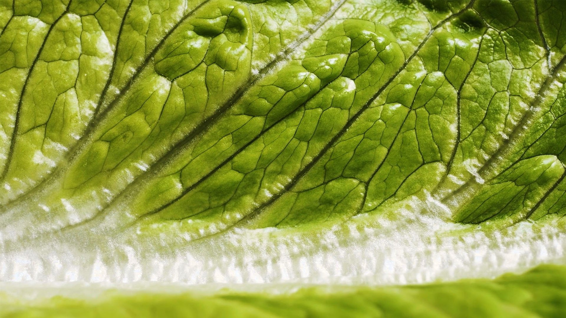 Green Factory Jedox customer case hero image with close-up green leaf detail.