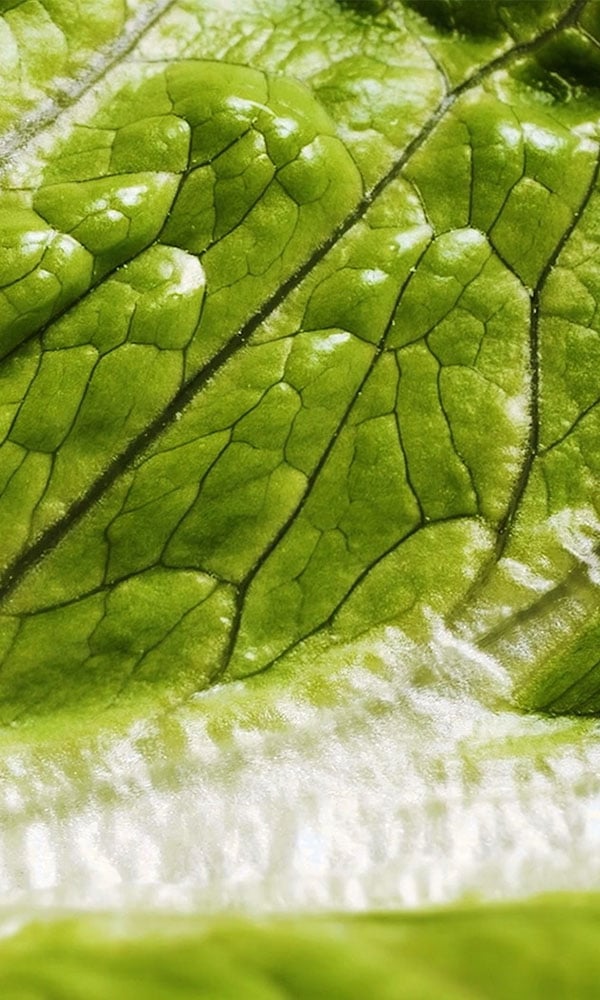 Green Factory Jedox customer case thumbnail image with close-up green leaf detail.